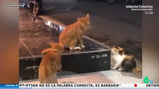 Triángulo de amor felino: la reacción de un gato cuando pilla a su 'novia' morreándose con otra Triángulo de amor felino: la reacción de un gato cuando pilla a su 'novia' morreándose con otra