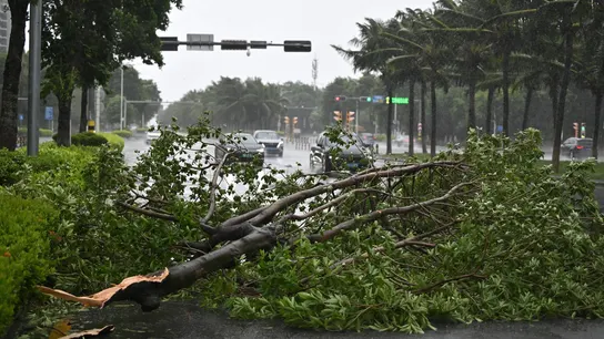 Un árbol caído por el paso del tifón Yagi en China Un árbol caído por el paso del tifón Yagi en China