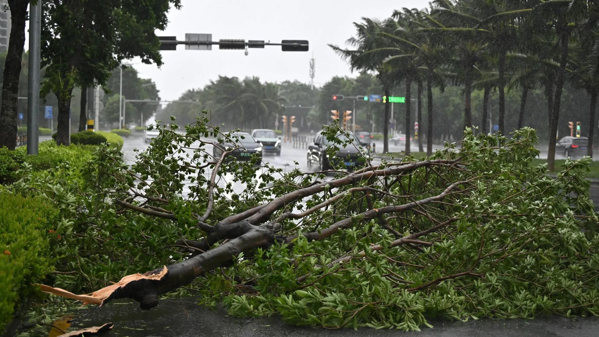 Un árbol caído por el paso del tifón Yagi en China