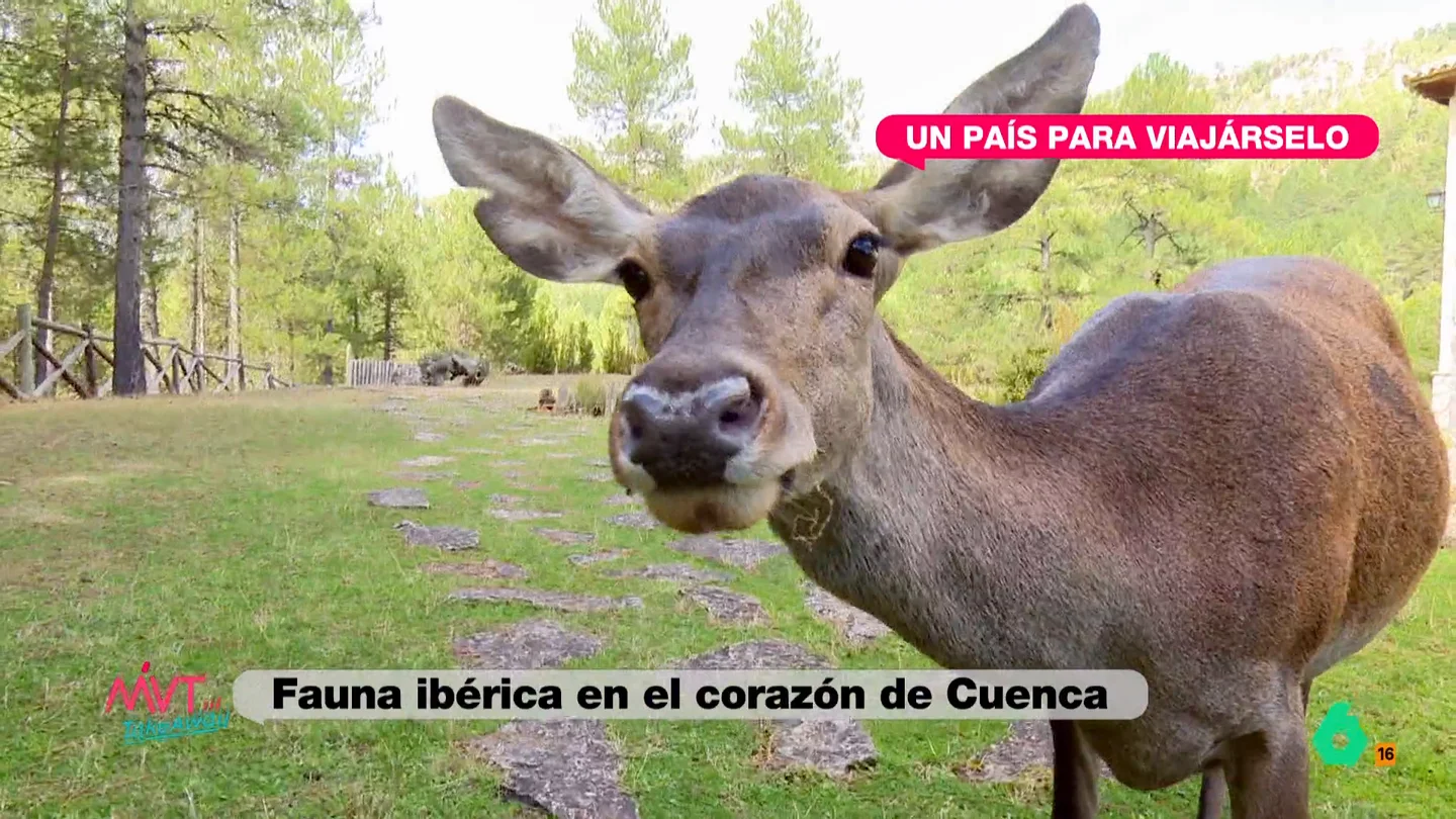 Luis Calero explora la fauna ibérica en el parque de El Hosquillo, Cuenca Luis Calero explora la fauna ibérica en el parque de El Hosquillo, Cuenca