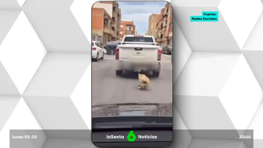 Una perrita es arrastrada varios metros por un coche Una perrita es arrastrada varios metros por un coche