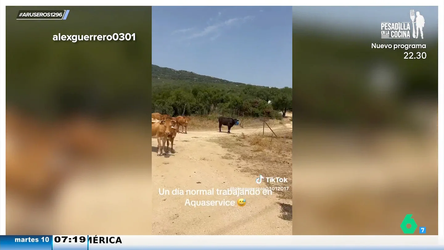 La divertida reacción de un repartidor de agua al verse acorralado por unas vacas: "Cómo voy a entrar yo aquí, ¡chiquillo!" La divertida reacción de un repartidor de agua al verse acorralado por unas vacas: "Cómo voy a entrar yo aquí, ¡chiquillo!"