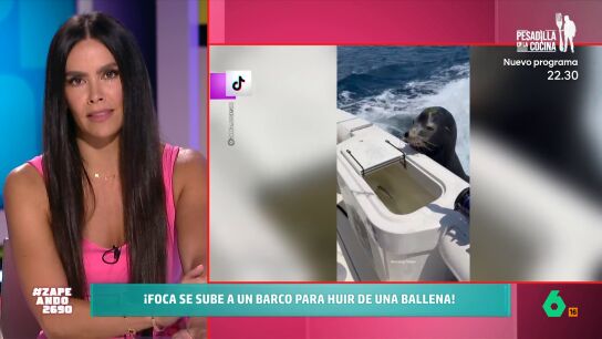 Una foca se sube a un barco para huir de una ballena