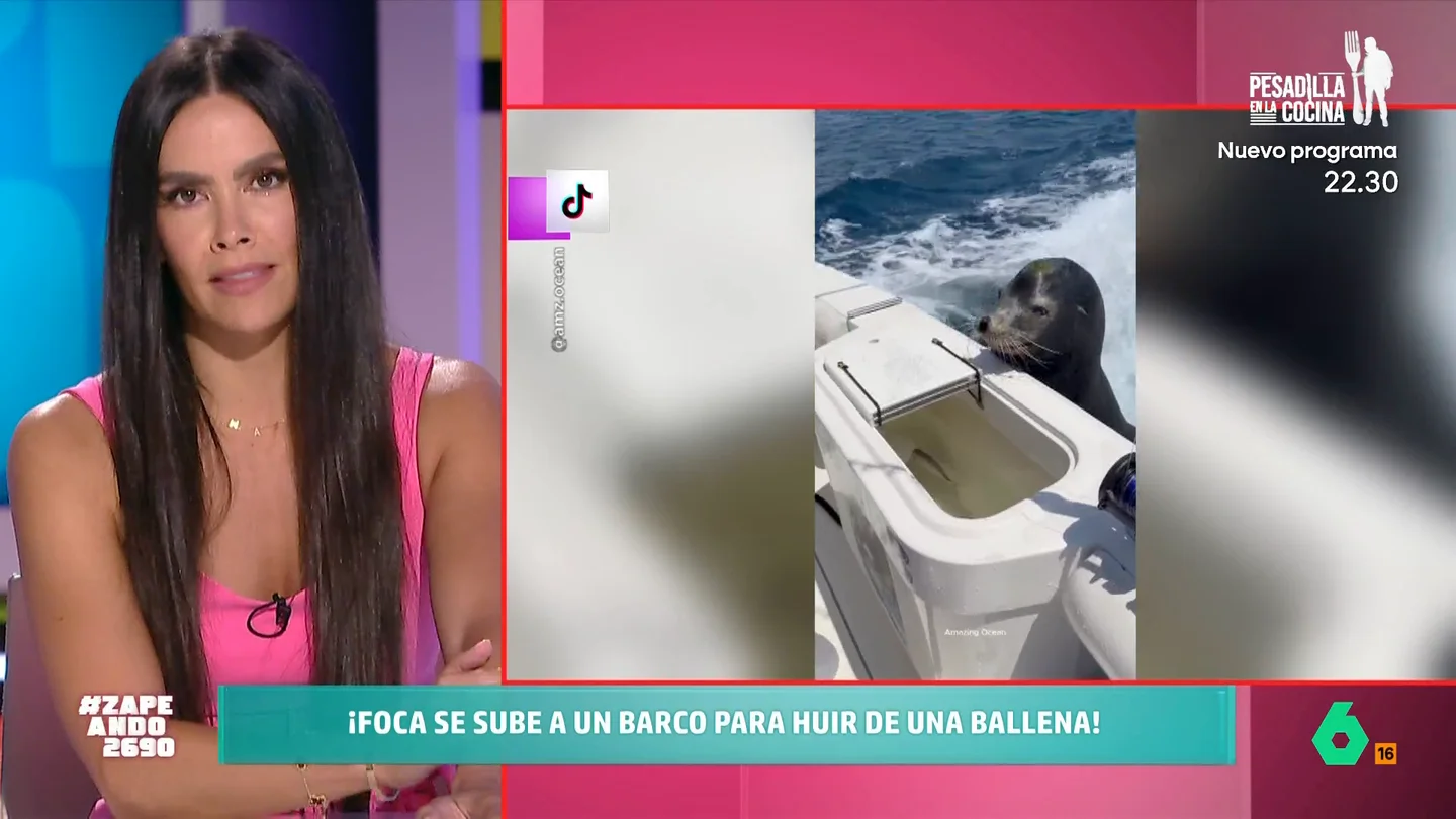 Una foca se sube a un barco para huir de una ballena Una foca se sube a un barco para huir de una ballena