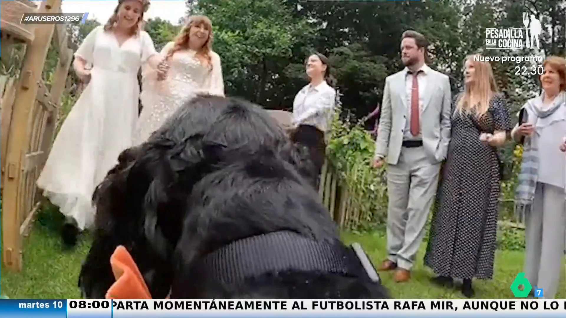 Arus boda perro