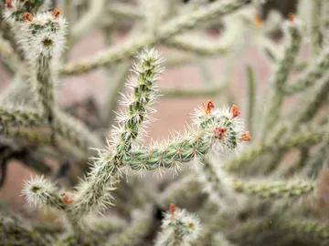 Cactus Cactus