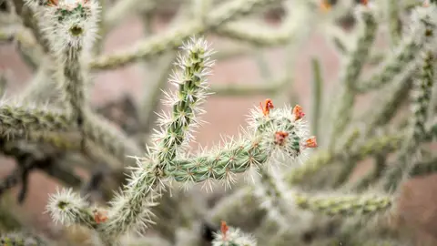 Cactus Cactus