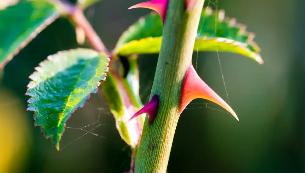 Espinas planta Espinas planta