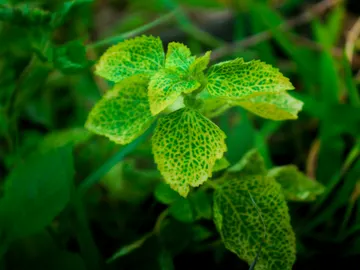 Hojas de planta Hojas de planta
