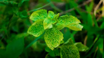 Hojas de planta Hojas de planta