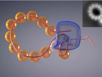 Genoma recombinante del virus de la gripe A Genoma recombinante del virus de la gripe A