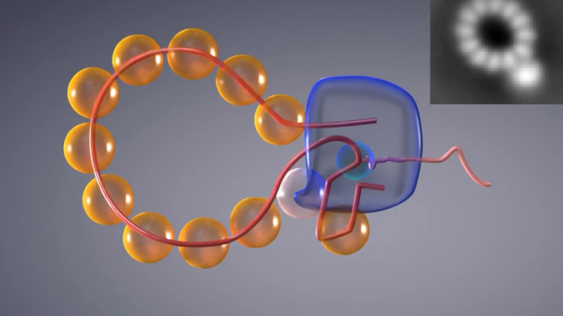 Genoma recombinante del virus de la gripe A Genoma recombinante del virus de la gripe A