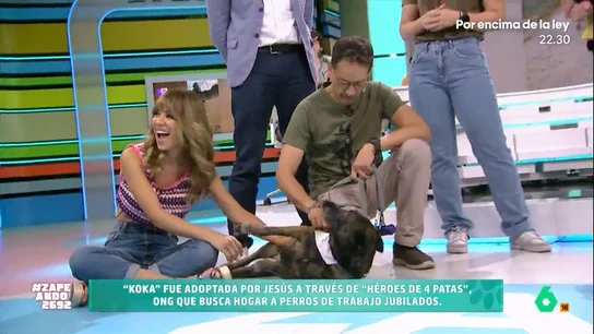 Zapeando cuenta la historia de Koka, una perrita que formaba parte de la Guardia Civil: "Fue amor a primera vista" Koka fue adoptada tras su jubilación gracias a la Asociación Héroes de 4 patas, que se encarga de buscar hogar a muchos perros que han formado parte de equipos de ayuda de la Policía Nacional o los bomberos.