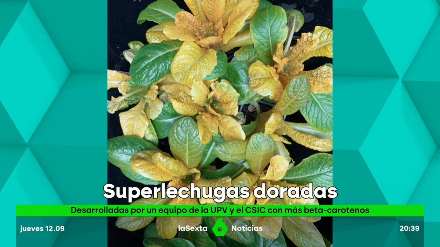 superlechugas doradas superlechugas doradas