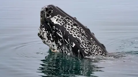 Ballenas jorobadas Ballenas jorobadas
