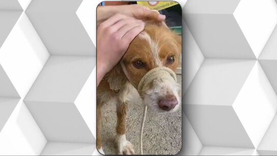 Uno de los animales rescatados en Barcelona