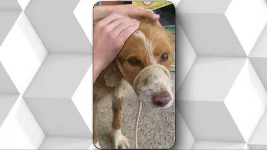 Uno de los animales rescatados en Barcelona Uno de los animales rescatados en Barcelona