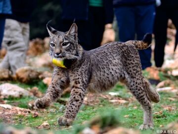 Lince Ibérico reintroducido en la población de Sierra Arana 