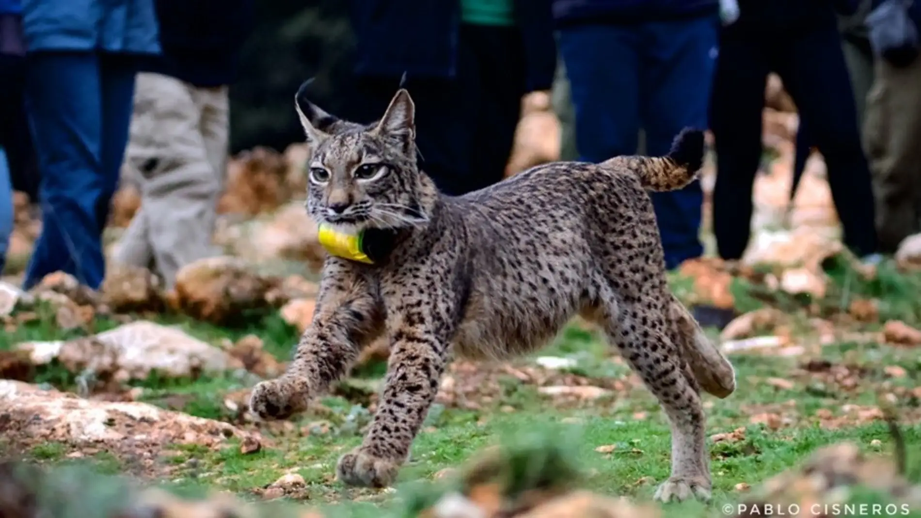 Lince Ibérico reintroducido en la población de Sierra Arana Lince Ibérico reintroducido en la población de Sierra Arana