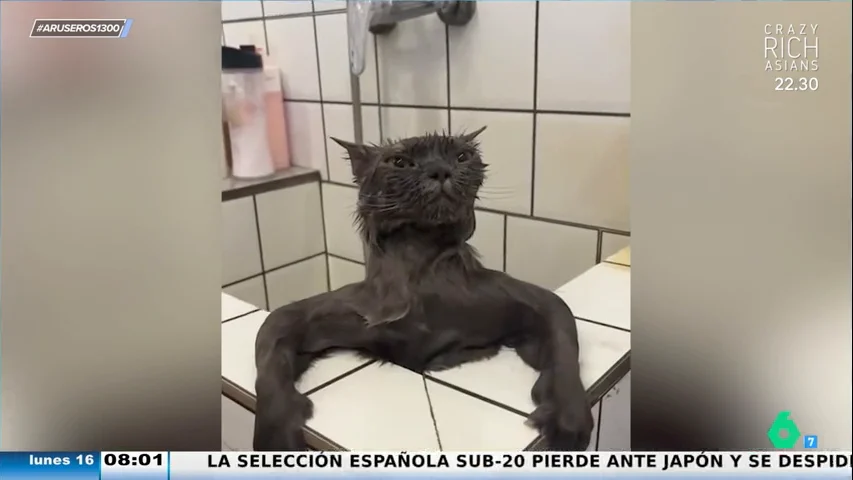 Un gato se viraliza al posar como un culturista en la bañera tras darse un baño