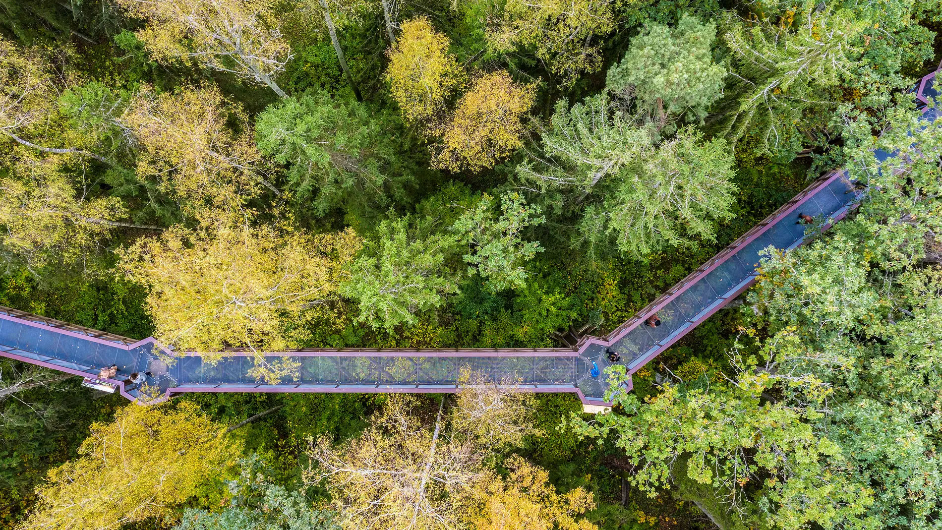Anykščiai Treetop Walking Path Anykščiai Treetop Walking Path