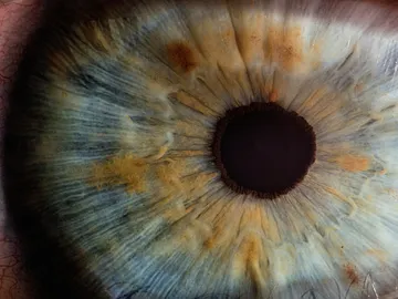 Ojo de cerca Ojo de cerca