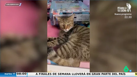 "Más a gusto que un arbusto": el sorprendente vídeo viral de un gato tumbado en una máquina de ganchos "Más a gusto que un arbusto": el sorprendente vídeo viral de un gato tumbado en una máquina de ganchos