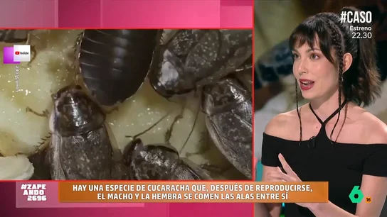 Laura Camón sorprende a los zapeadores con un curioso dato sobre el comportamiento de las cucarachas: "Eso es compromiso de verdad" Laura Camón sorprende a los zapeadores con un curioso dato sobre el comportamiento de las cucarachas: "Eso es compromiso de verdad"