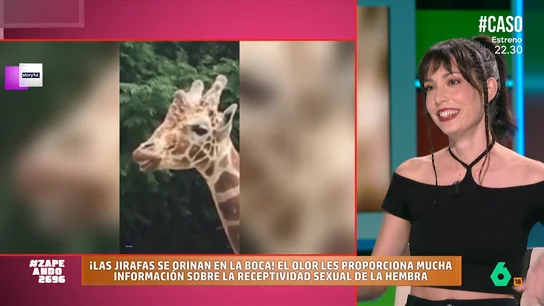 Laura Camón desvela cómo es el cochino ritual de apareamiento de las jirafas: "Es como un sumiller" La bióloga indica que los machos de estos animales tienen una curiosa manera de comprobar que las hembras están ovulando ya que lo hacen a través de su orina. No te pierdas cómo es el ritual en el vídeo principal.