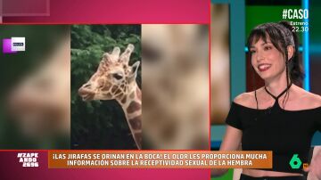 Laura Camón desvela cómo es el cochino ritual de apareamiento de las jirafas: "Es como un sumiller"