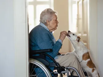 Mujer mayor en silla de ruedas dando un alimento a un perro Mujer mayor en silla de ruedas dando un alimento a un perro