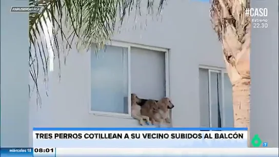 El gracioso vídeo viral de la versión perruna de las ancianas de 'Radio Patio': los perros también cotillean El gracioso vídeo viral de la versión perruna de las ancianas de 'Radio Patio': los perros también cotillean