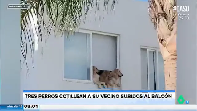 El gracioso vídeo viral de la versión perruna de las ancianas de 'Radio Patio': los perros también cotillean