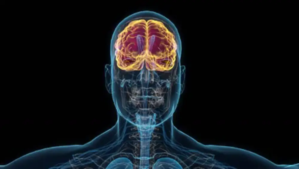 Cuál es el proceso que sigue nuestro cerebro a la hora de decidir qué recordar y que no Cuál es el proceso que sigue nuestro cerebro a la hora de decidir qué recordar y que no