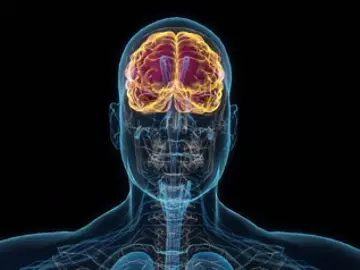 Cuál es el proceso que sigue nuestro cerebro a la hora de decidir qué recordar y que no Cuál es el proceso que sigue nuestro cerebro a la hora de decidir qué recordar y que no