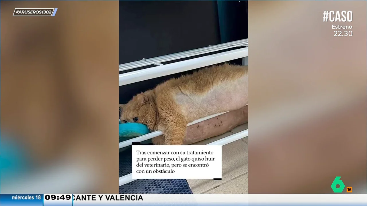 Un gato con sobrepeso es pillado cuando huía del 'centro de rehabilitación' donde tenía que perder 10 kilos