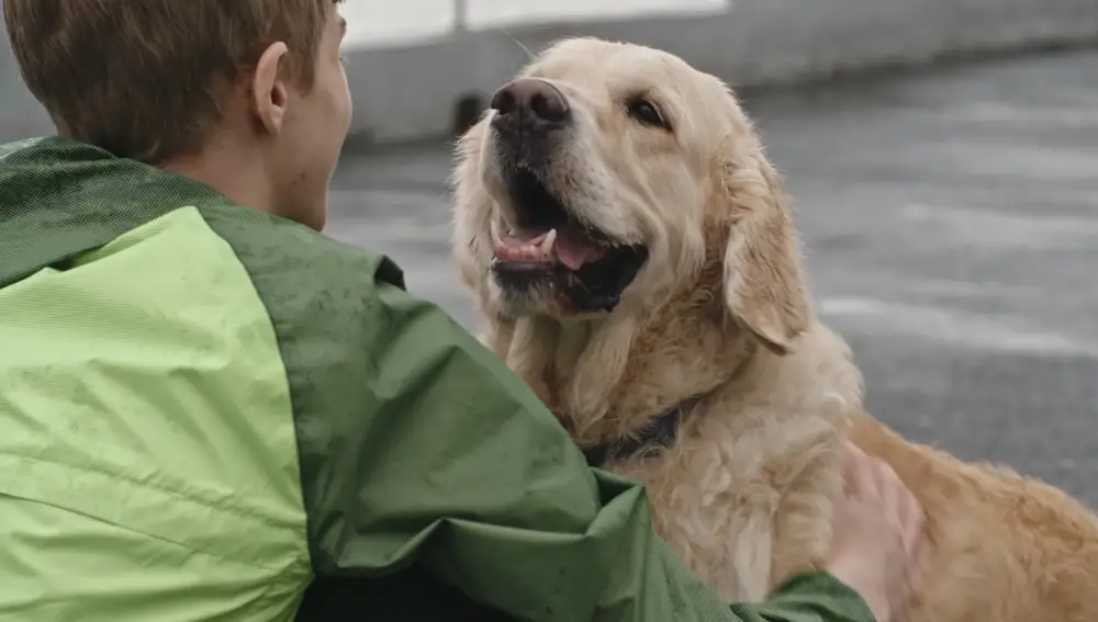 ¿Cuánto vivirá tu perro? Un veterinario responde a la pregunta más difícil ¿Cuánto vivirá tu perro? Un veterinario responde a la pregunta más difícil