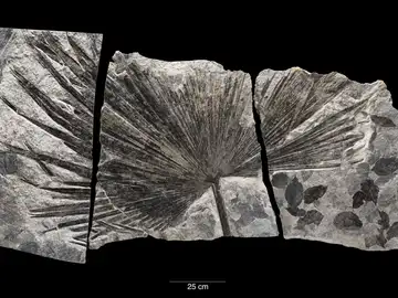 CO2 y aumento de las temperaturas CO2 y aumento de las temperaturas