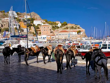 Burros en Hydra, isla de Grecia Burros en Hydra, isla de Grecia