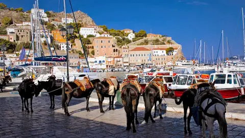 Burros en Hydra, isla de Grecia Burros en Hydra, isla de Grecia