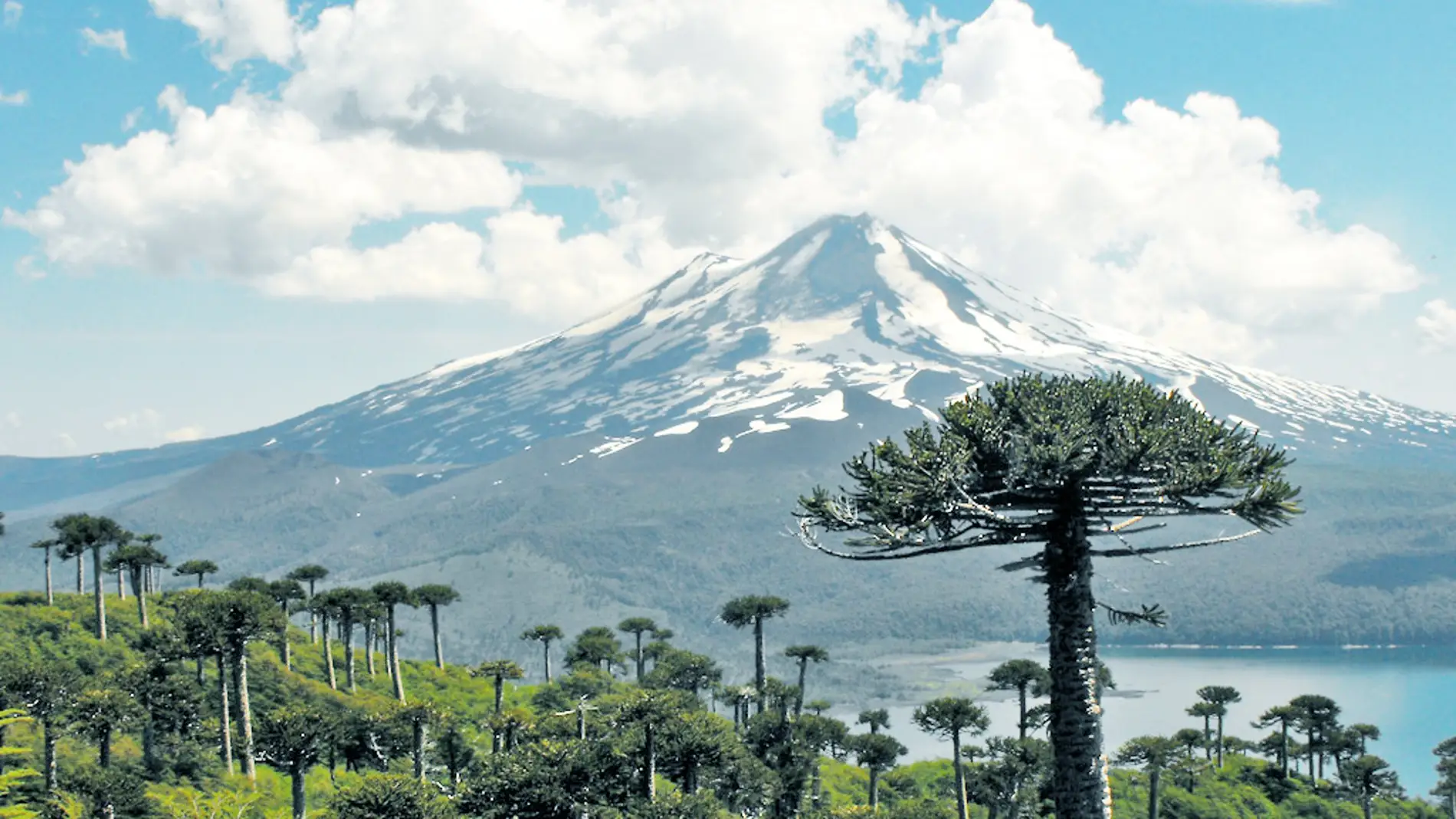 Araucaria, pewen o pino chileno Araucaria, pewen o pino chileno