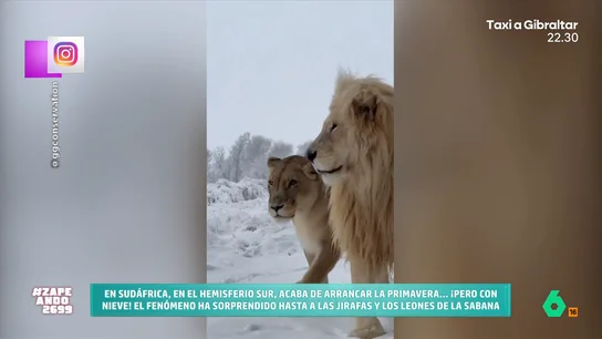 La primavera llega a Sudáfrica en forma de nevadas: "Es algo totalmente inusual" La ciudad costera de Durban ha sufrido una copiosa nevada que ha dejado acumulados entre 10 o 15 centímetros de nieve. Algo muy extraño para la época del año en la que nos encontramos.