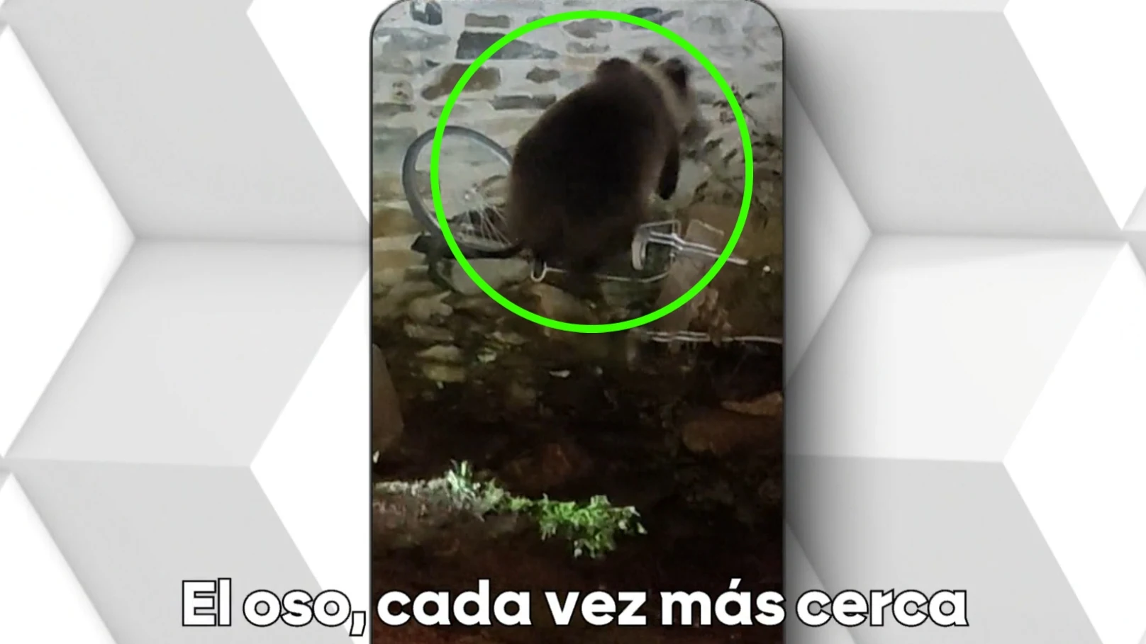 Un oso, en un pueblo