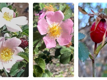 tres nuevas especies de rosas canarias