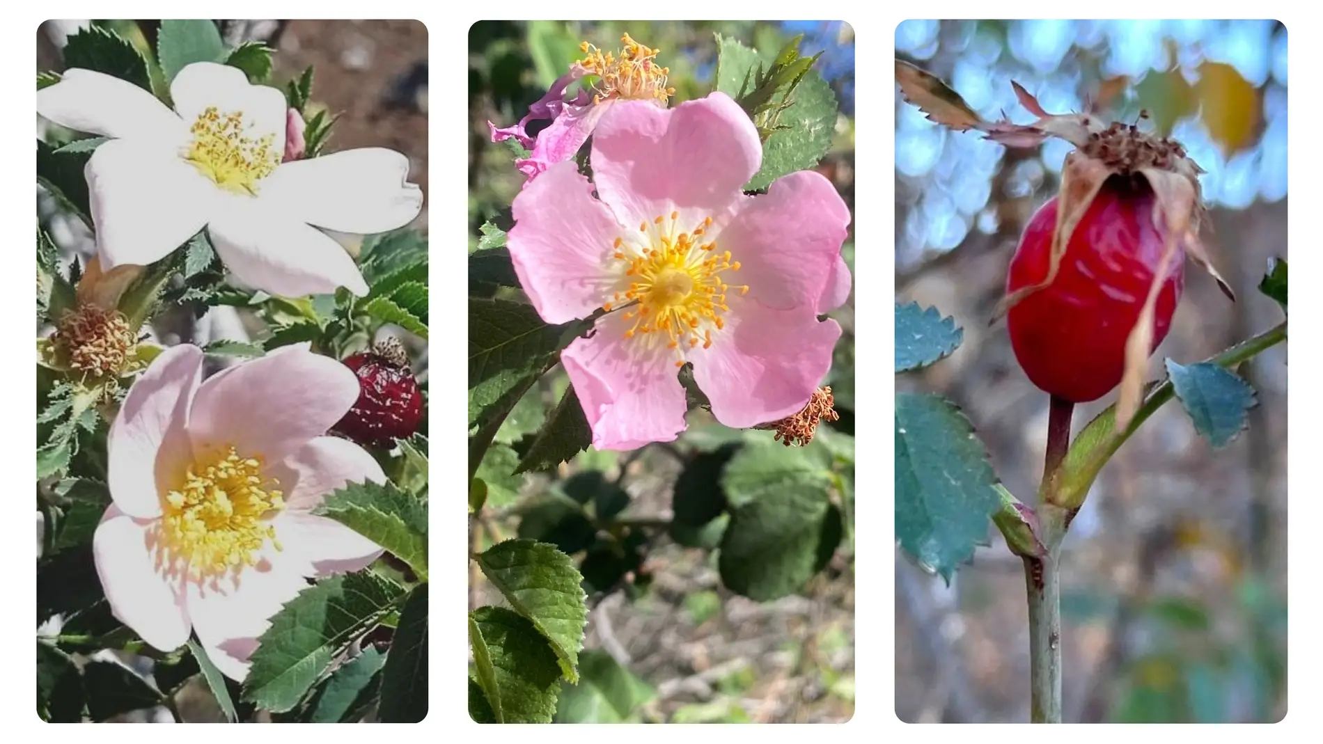tres nuevas especies de rosas canarias tres nuevas especies de rosas canarias