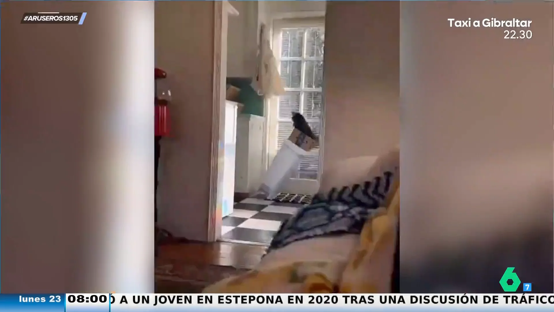 El gracioso vídeo viral de un gato que se cae y tira todo intentado salir de una caja