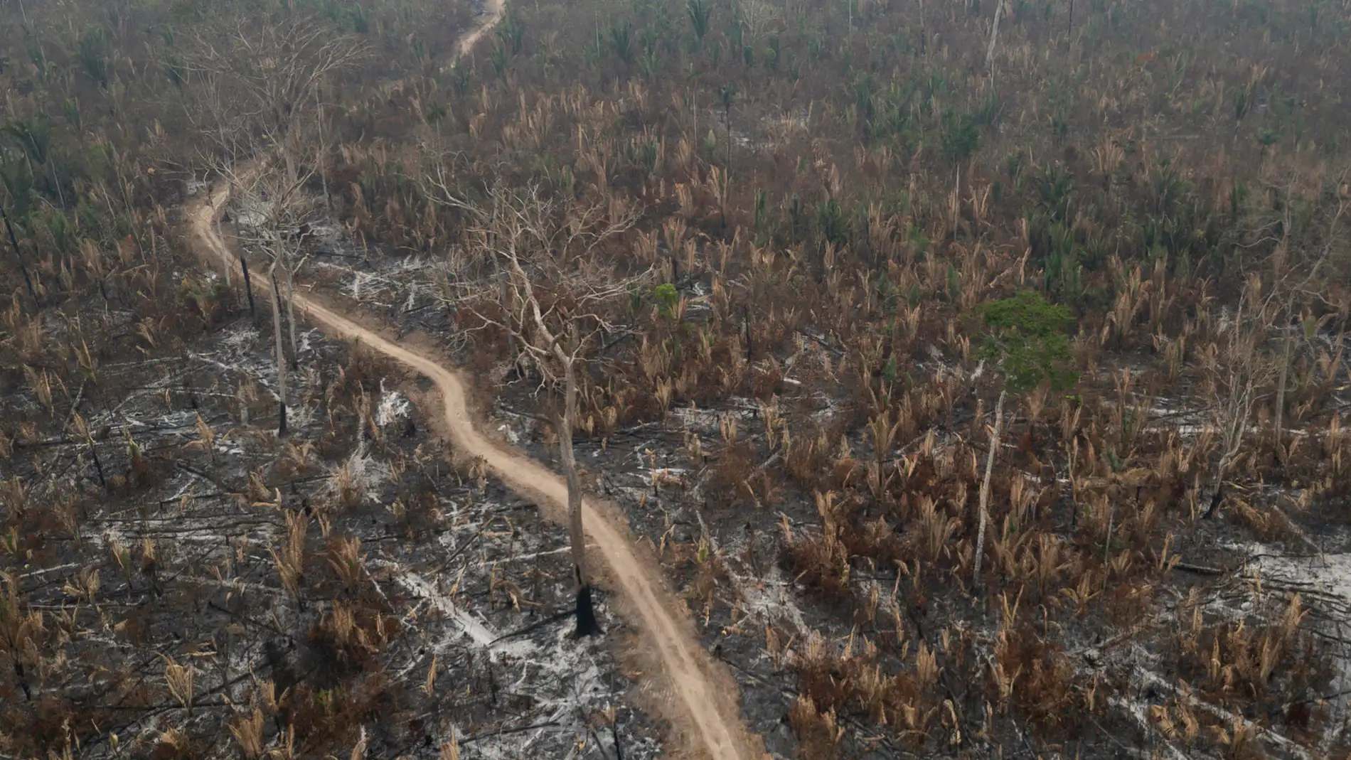 incendios en Brasil incendios en Brasil