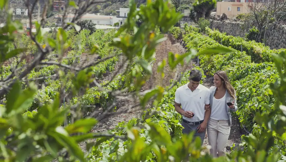 Pareja de paseo y cata por los viñedos de Tegueste Pareja de paseo y cata por los viñedos de Tegueste