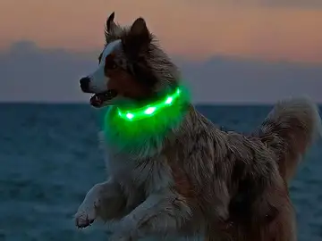 Tu perro siempre localizado en la oscuridad con estos collares LED Tu perro siempre localizado en la oscuridad con estos collares LED