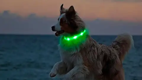 Tu perro siempre localizado en la oscuridad con estos collares LED Tu perro siempre localizado en la oscuridad con estos collares LED